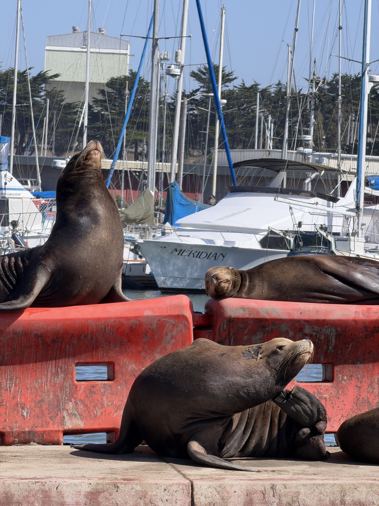 Sea lions sprawled over red harbor barriers at Moss Landing