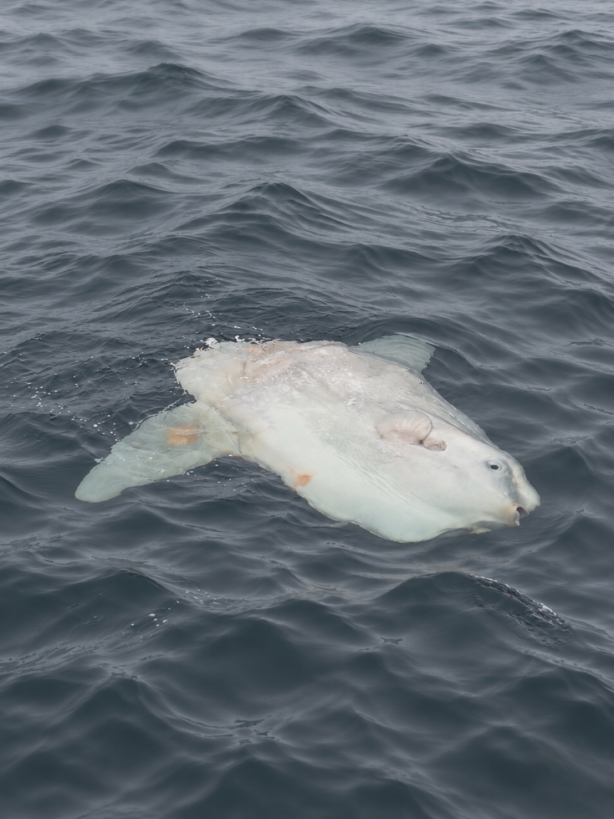 Ocean sunfish floating on its side at the surface near the boat, Monterey Bay